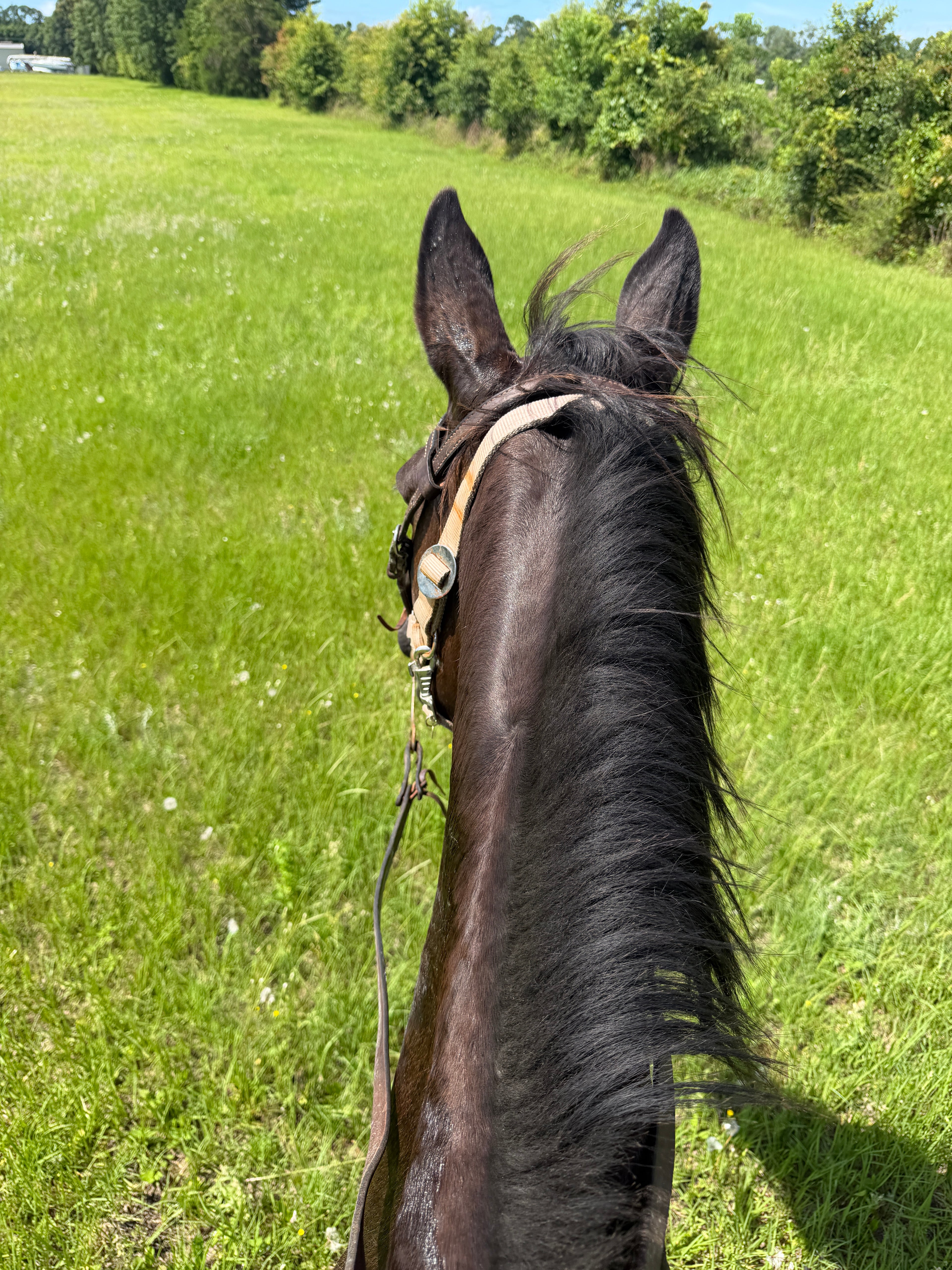 Unbridled Confidence Coaching 60 min