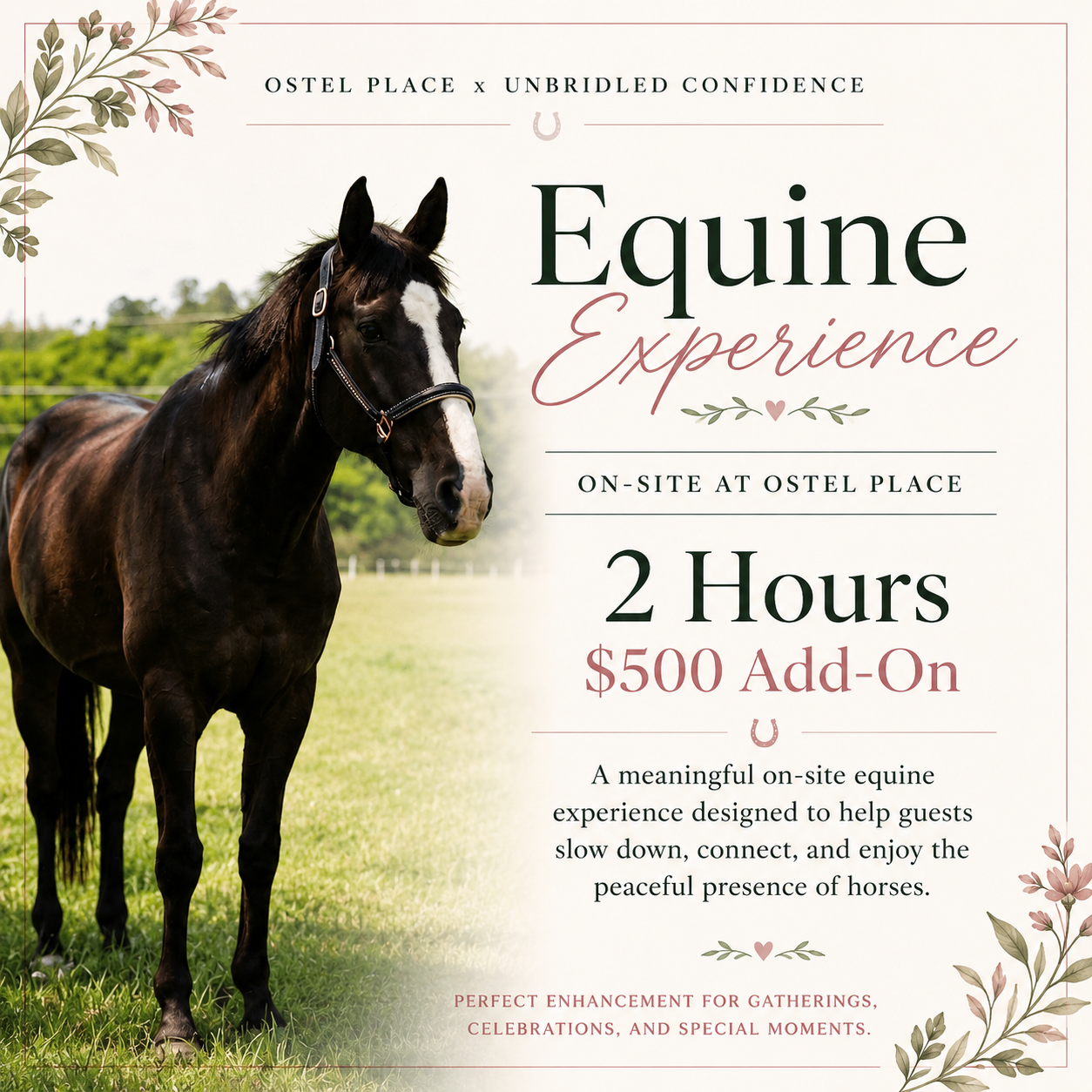 Equine Experience Enhancement